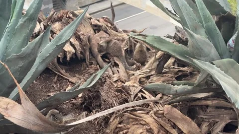 Ground squirrels scampering between agave plants in Santa Monica Stock Footage 345266957