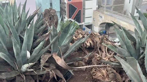 Ground squirrels scurrying among agave plants on a Santa Monica bluff Stock Footage 345266595