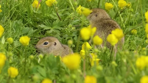 Ground Squirrels (Spermophilus citellus) Foraging in a Vibrant Flower Meadow Stock Footage 325681922
