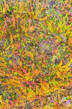 Ground surface covered with autumn multi colored grass and leaves. Beautiful  Stock Photos