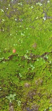 The ground surface is covered with small grass Photos