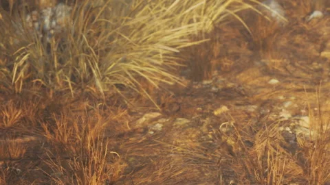 Ground surface with grass and stones in a natural setting during daylight Stock Footage 339870554
