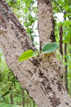 Ground termite nest on a tree. Stock Photos