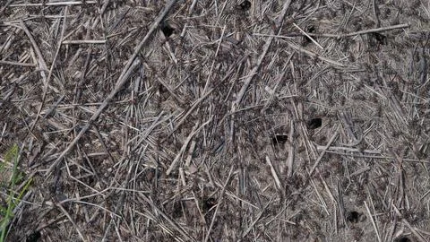 Ground Texture and Ants Capturing the Intricacies of Natural Debris and Elements Stock Photos