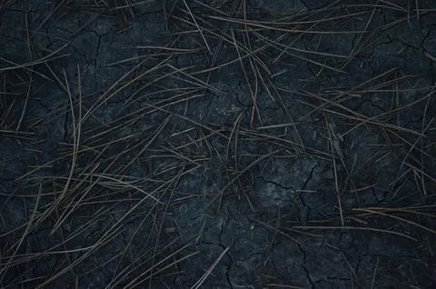 Ground texture with coniferous needles for background. Dark ground Stock Illustration
