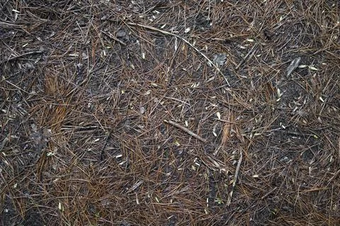 Ground texture with coniferous needles for background. Stock Photos