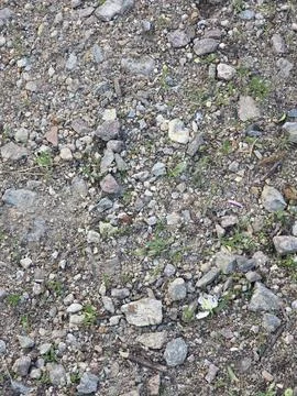 Ground texture with small stones and pebbles. Foto stock