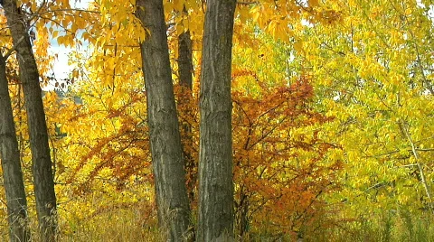 Ground tilts up tree trunk to golden leafy canopy in cloudy autumn sky Video stock 863318