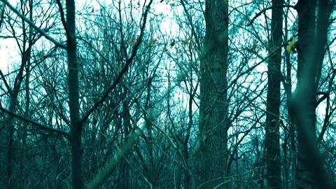 Ground into Tree tops 스톡 동영상 261111525