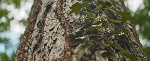Ground Up of Tree's Trunk with Tiny Leaves Sprouting Against Clear Sky Stock-Footage 132917226