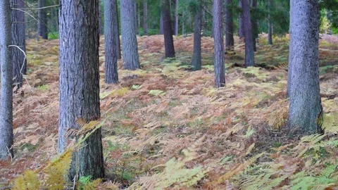 The ground under the pines is covered with bracken-plants Video stock 170024115