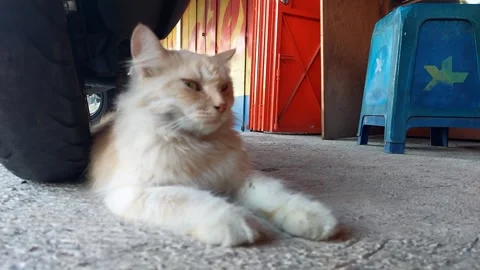 Ground View with Blur Cat Stock Footage 281244313