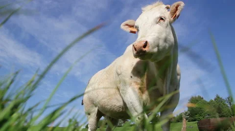 Ground view of a cow staring Stock Footage 50083450
