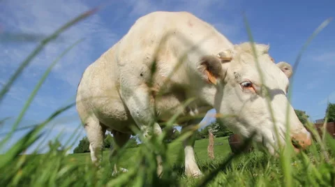 Ground view of a cow staring Stock Footage 50083583