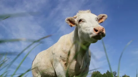 Ground view of a cow staring Stock Footage 50083984