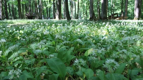 Ground View Stock Footage 89265528