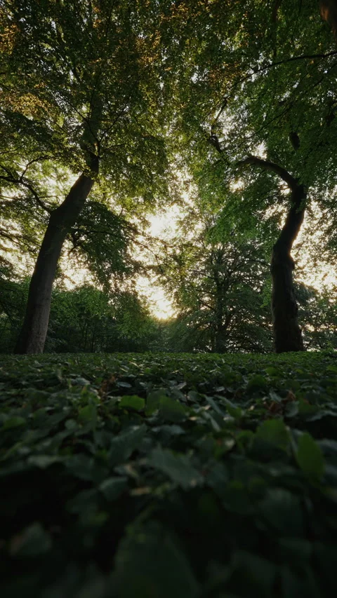 Ground View Of A Forest With Thick Underbrush And Tall Trees Stock Footage 291022942