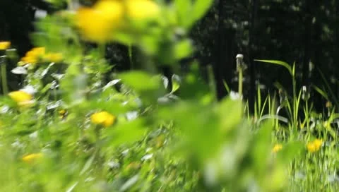 Ground view, grass Video stock 11226799