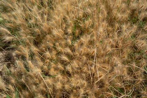 Ground view grass 库存照片