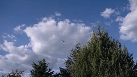 Ground view of a passenger plane among the treetops. Travel concept 库存影片 140872799