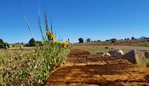 Ground view of pathway looking through flowers blowing in wind Stock-Footage 132662141