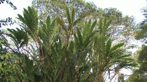 Ground View of Tree Top and Tropical Landscape 4 Stock Footage 19273228