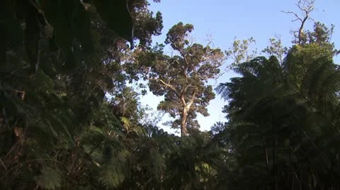 Ground View of Tree Top and Tropical Landscape 3 Video stock 19278396