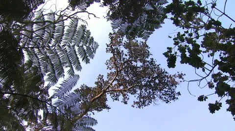 Ground View of Tree Top and Tropical Landscape 2 스톡 동영상 19279548