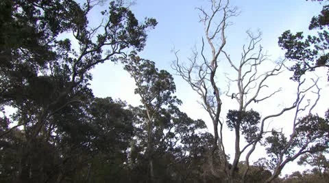 Ground View of Tree Top and Tropical Landscape 動画素材 19280576