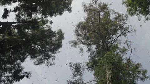 GROUND VIEW OF TREES AND MONARCH BUTTERFLIES FLYING IN MICHOACAN Stock Footage 301302934