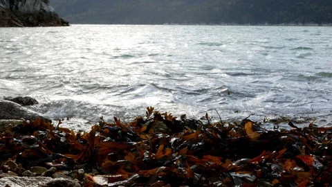 Ground view of waves crashing on the beach during winter in Alaska Stock-Footage 122013719