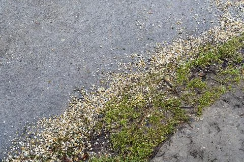 Ground view of a wet surface with scattered small pebbles beside green grass, Foto stock