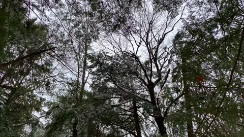 Ground View of Winter Trees Stock Footage 285582139
