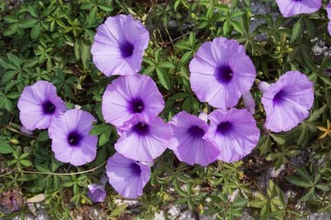Ground violet  glory in sunlight . Stock Photos
