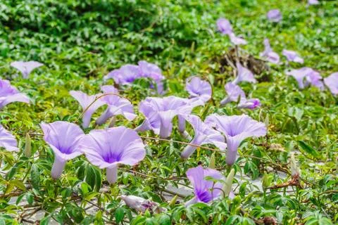 Ground violet  glory in sunlight . Stock Photos