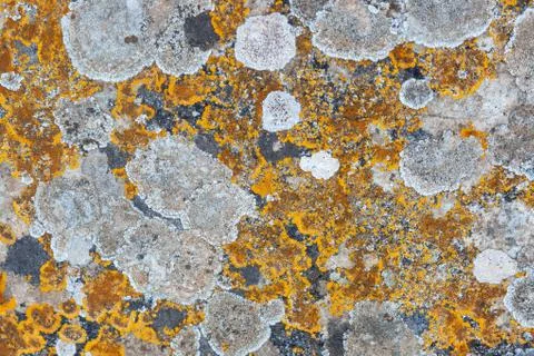 Ground, Wall surface texture for decoration background Stock Photos