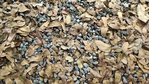 The Ground was Covered with Rocks and Dry Leaves. Stock Footage 317210552