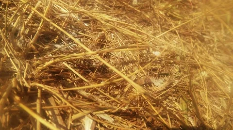 Ground Wasp Crawling on the Dry Grass Stalks Stock Footage 60448695