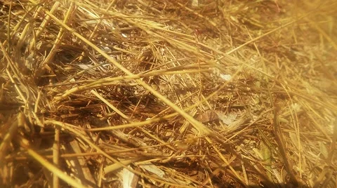 Ground Wasp Crawling on the Dry Grass Stems Stock Footage 60562015