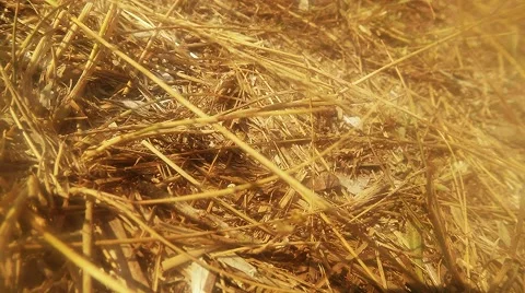 Ground Wasp Crawling on the Dry Stalks of Grass Stock Footage 60564684