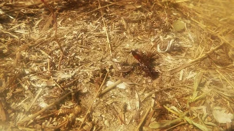 Ground Wasp Crawls on the Ground Covered With Blades of Dry Grass Stock Footage 60444750
