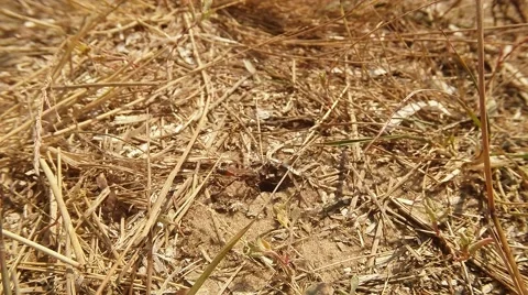 Ground Wasp Delve Around Its Burrow in the Dry Grass Stock Footage 60551360