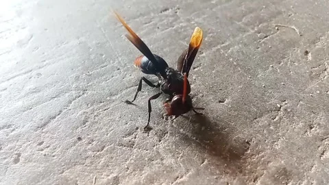 A ground wasp that has just woken up from fainting Stock Footage 303882947