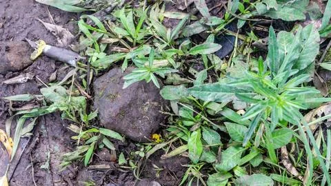 Ground with wild plants in the background Stock Photos