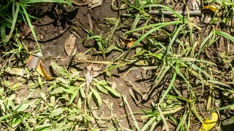 Ground with wild plants in the background Stock Photos