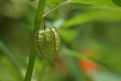 Groundcherries Stock Photos