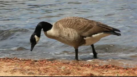 Grounded goose Stock Footage 11123161