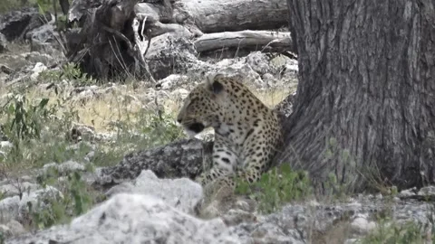 Grounded rest; head turns L→R reacting to a sound — Part 28 (Closer) Stock Footage 320790293