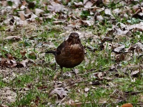 Groundfacing Brown Thrush With Intense Gaze And Detailed Chestnut Feathers .. Stock Photos