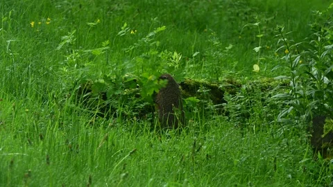 Groundhog 3840 Stock Footage 310042789